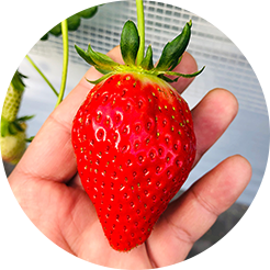 オリジナル品種「緋色の実」販売店